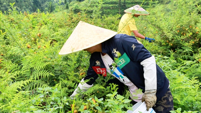 107万亩 贵定刺梨为贵州刺梨产业“换道超车”加“油”